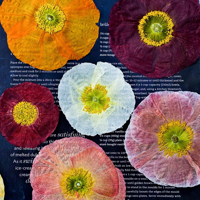Resin Art Baby - 1 adet, Doğa Alanı Haşhaş Preslenmiş