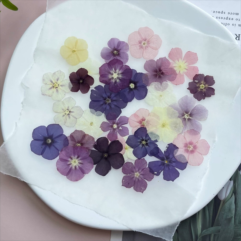 12 adet, Yarı Şeffaf Niş Phlox - Resin Art Baby incelemesi ve fiyatı