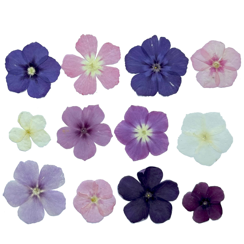 12 adet, Yarı Şeffaf Niş Phlox - Resin Art Baby incelemesi ve fiyatı